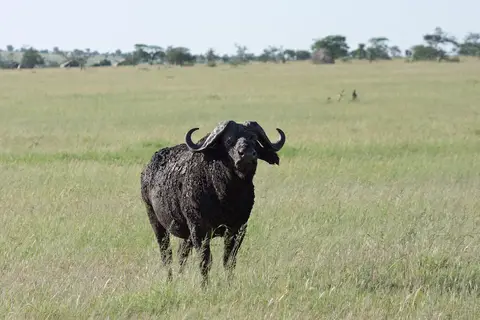 Serengeti643.jpg