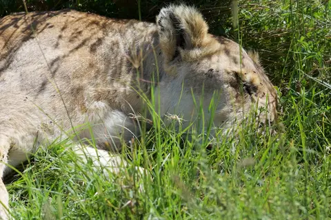 Serengeti648.jpg
