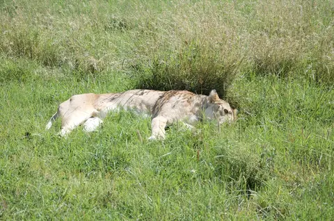 Serengeti650.jpg