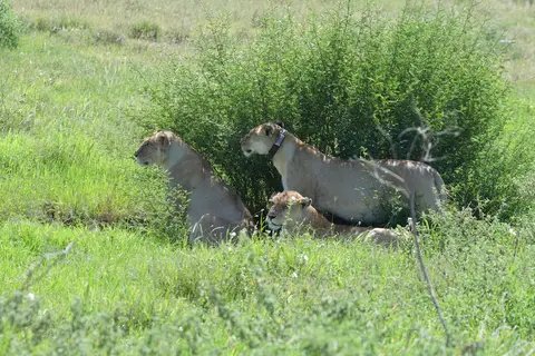 Serengeti653.jpg