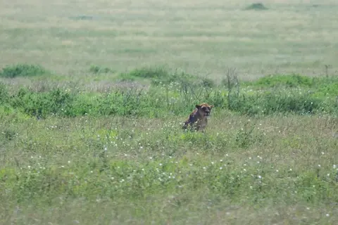 Serengeti655.jpg