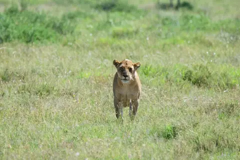 Serengeti656.jpg
