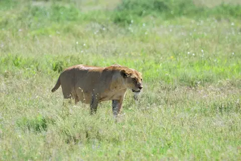 Serengeti657.jpg
