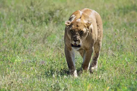 Serengeti658.jpg