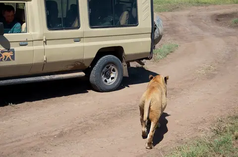 Serengeti660.jpg