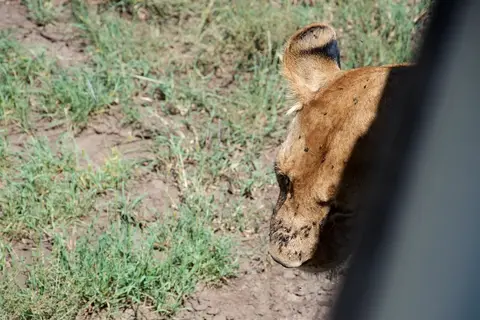 Serengeti661.jpg