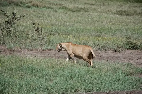 Serengeti663.jpg