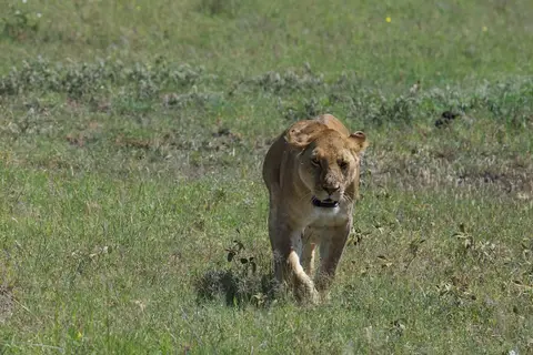 Serengeti664.jpg