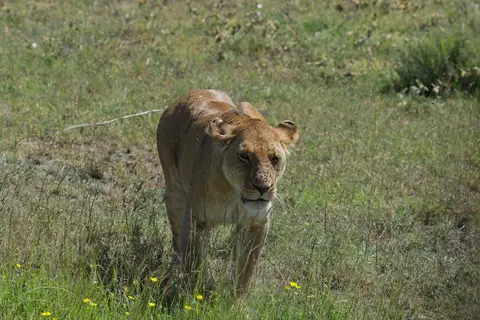 Serengeti665.jpg