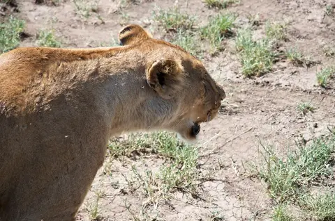 Serengeti666.jpg