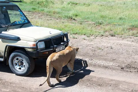Serengeti667.jpg