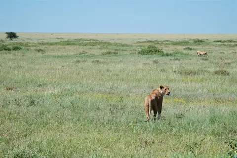 Serengeti668.jpg