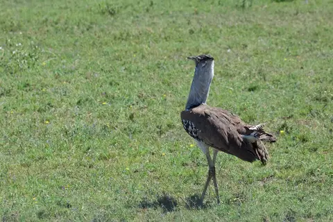 Serengeti669.jpg