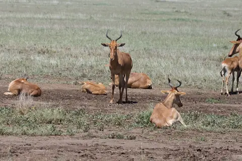 Serengeti670.jpg