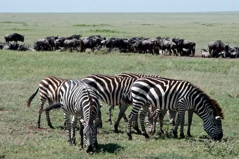 Serengeti671.jpg
