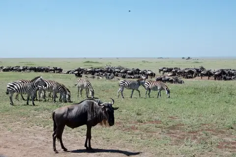 Serengeti672.jpg