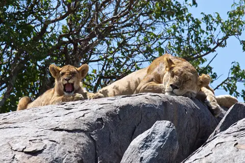 Serengeti674.jpg