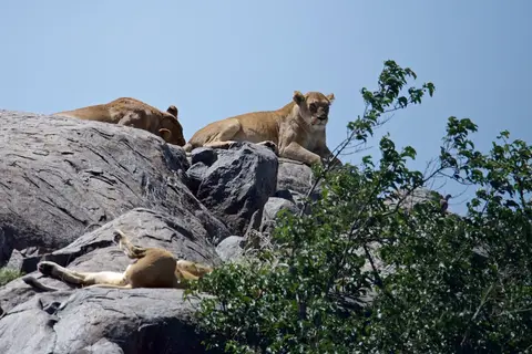 Serengeti675.jpg