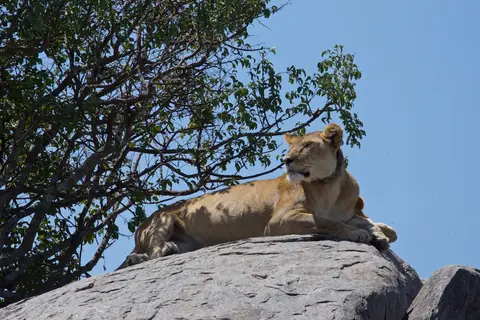 Serengeti679.jpg
