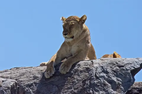 Serengeti680.jpg