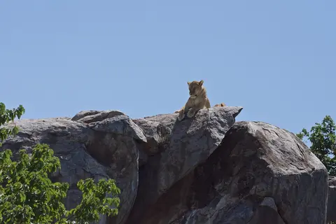 Serengeti681.jpg