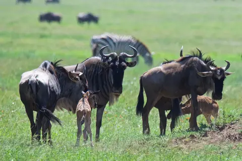 Serengeti682.jpg