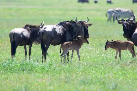Serengeti683.jpg