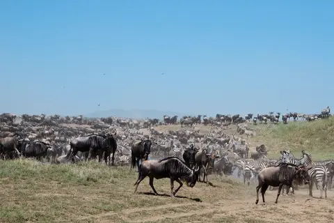 Serengeti684.jpg