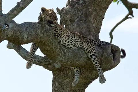 Serengeti_Leo572.jpg