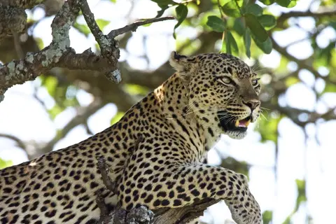 Serengeti_Leo582.jpg