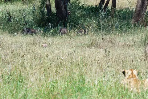 Serengeti_Löwin552.jpg