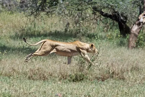Serengeti_Löwin555.jpg