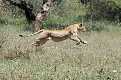 Serengeti_Löwin556.jpg