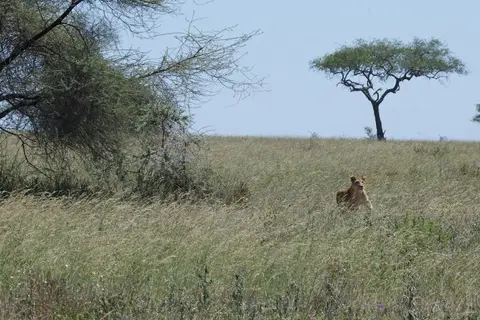 Serengeti_Löwin560.jpg