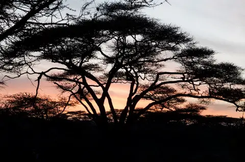 Serengeti_Sued495.jpg