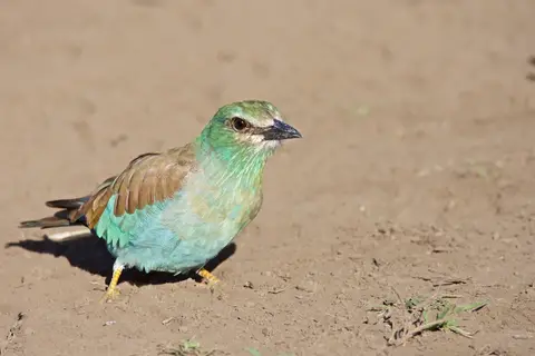 Serengeti_Sued499.jpg