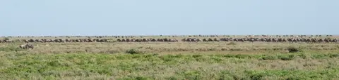 Serengeti_Sued501-2.jpg