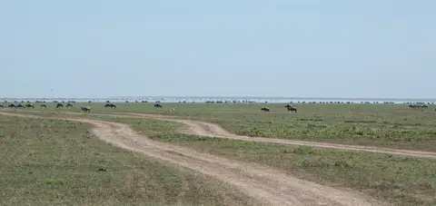 Serengeti_Sued503.jpg