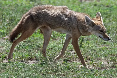Serengeti_Sued505.jpg
