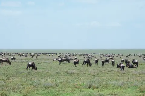 Serengeti_Sued508.jpg