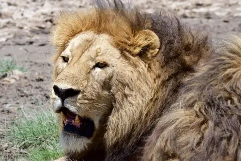 Serengeti_Sued515.jpg