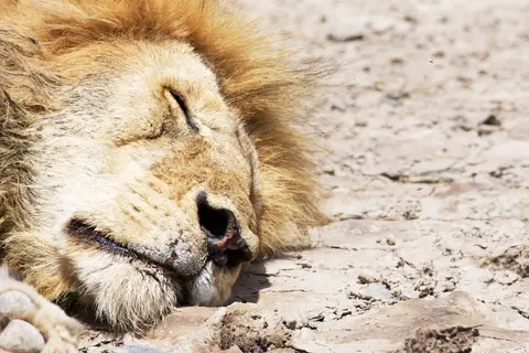 Serengeti_Sued518.jpg
