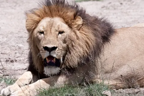 Serengeti_Sued520.jpg