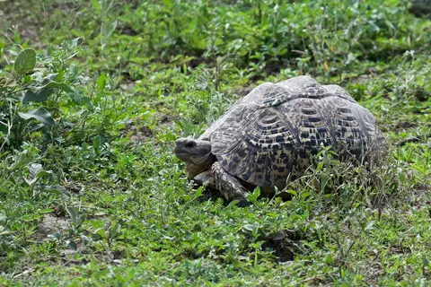 Serengeti_Sued523.jpg