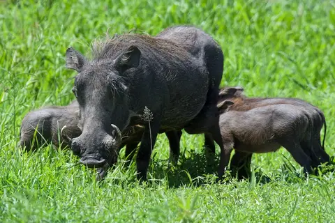 Tarangire276.jpg