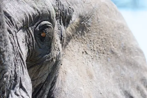 Tarangire283.jpg