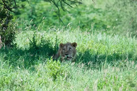 Tarangire287.jpg