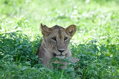 Tarangire294.jpg