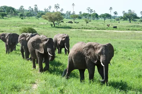 Tarangire302.jpg
