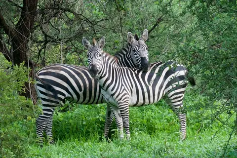 Tarangire307.jpg